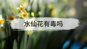 水仙花有毒吗