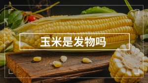 玉米是发物吗