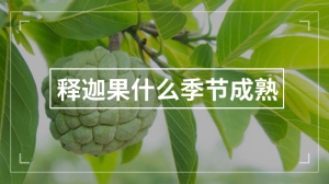 释迦果什么季节成熟