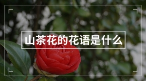 山茶花的花语是什么