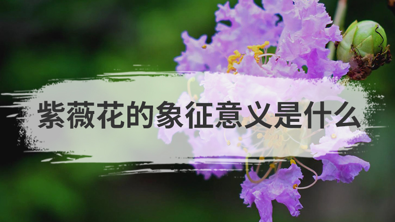 紫薇花的象征意义是什么