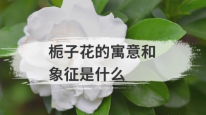 栀子花的寓意和象征是什么