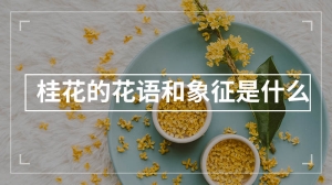 桂花的花语和象征是什么