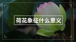 荷花象征什么意义