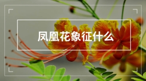 凤凰花象征什么