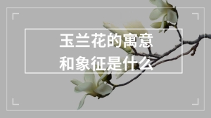 玉兰花的寓意和象征是什么