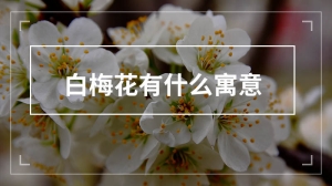 白梅花有什么寓意