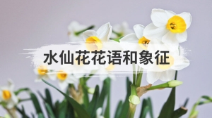 水仙花花语和象征