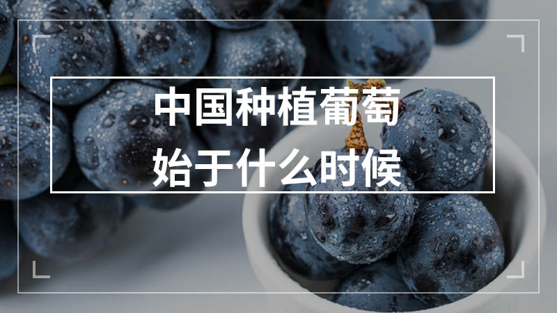 中国种植葡萄始于什么时候