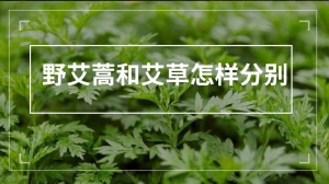 野艾蒿和艾草怎样分别