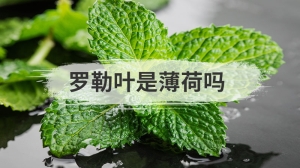 罗勒叶是薄荷吗