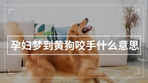 孕妇梦到黄狗咬手什么意思