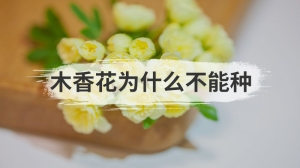 木香花为什么不能种