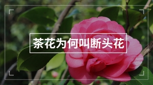 茶花为何叫断头花