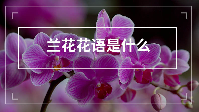 兰花花语是什么