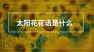 太阳花花语是什么 