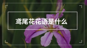 鸢尾花花语是什么