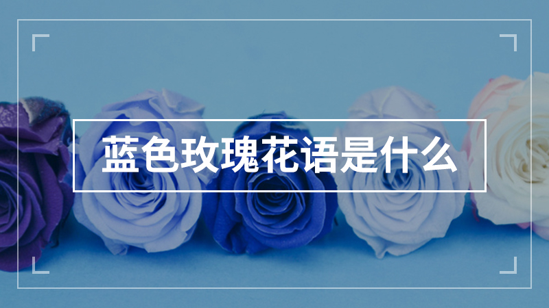 蓝色玫瑰花语是什么