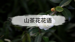 山茶花花语