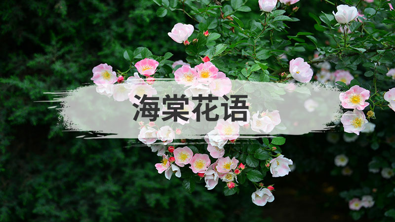 海棠花语