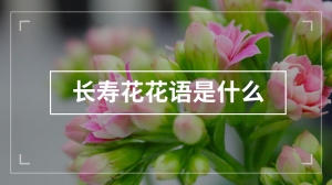 长寿花花语是什么