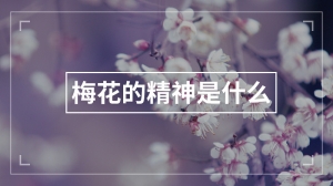 梅花的精神是什么