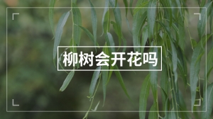 柳树会开花吗