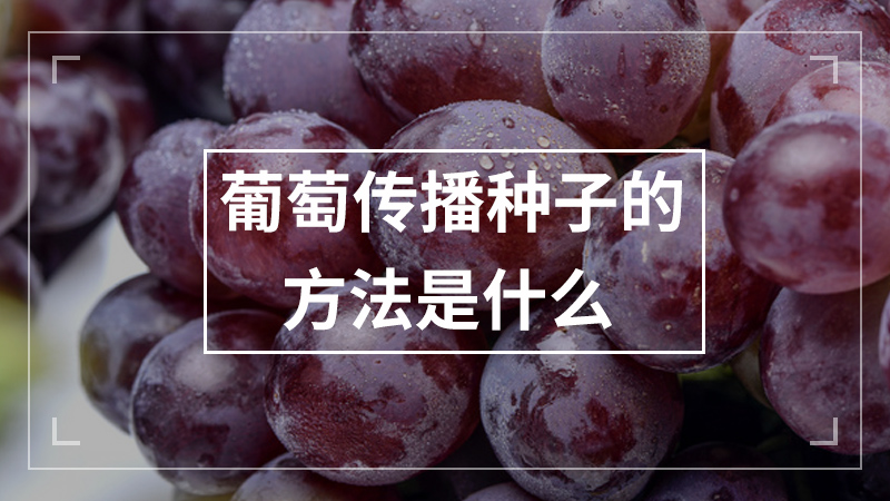 葡萄传播种子的方法是什么