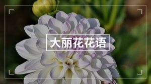 大丽花花语