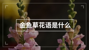 金鱼草花语是什么