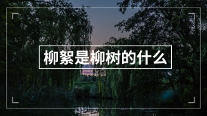 柳絮是柳树的什么