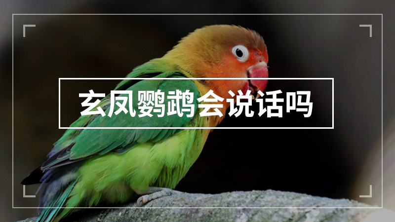 玄鳳鸚鵡會說話嗎