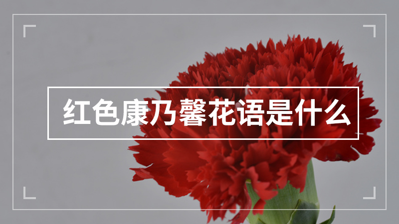 红色康乃馨花语是什么
