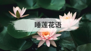 睡莲花语