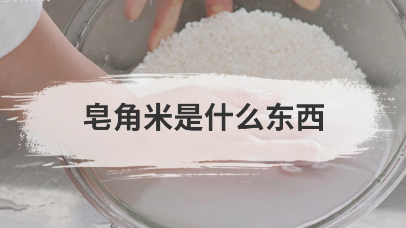 皂角米是什么东西