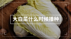 大白菜什么时候播种