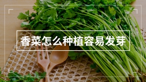 香菜怎么种植容易发芽