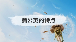 蒲公英的特点