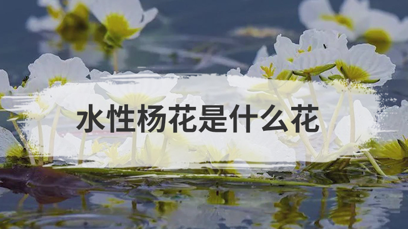 水性杨花是什么花