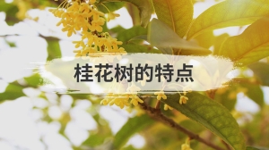 桂花树的特点