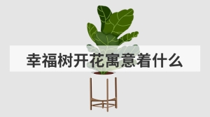 幸福树开花寓意着什么