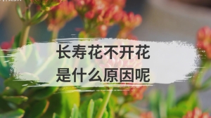 长寿花不开花是什么原因呢