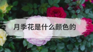 月季花是什么颜色的