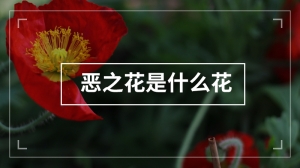 恶之花是什么花