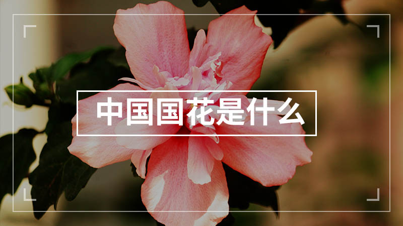 中国国花是什么
