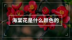 海棠花是什么颜色的