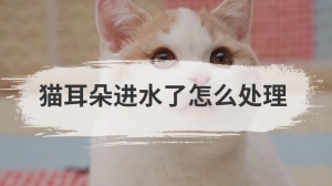 猫耳朵进水了怎么处理