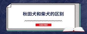 秋田犬和柴犬的区别