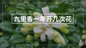 九里香一年开几次花