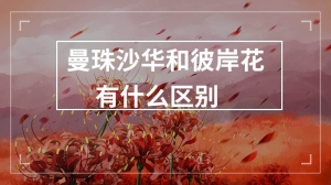 曼珠沙华和彼岸花有什么区别